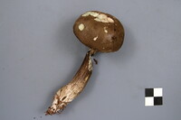 Tylopilus porphyrosporus image